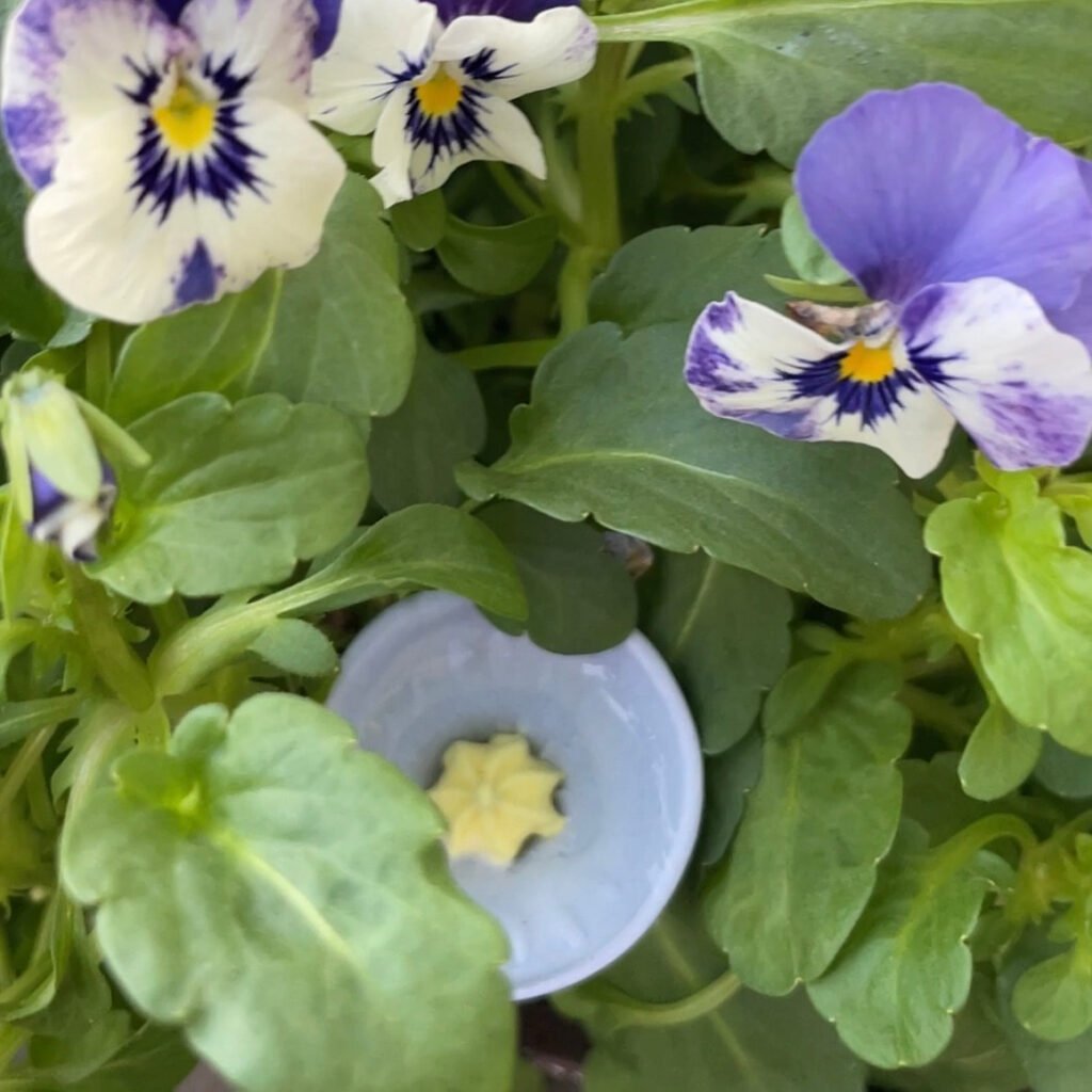 Bee Cups & Bee Nursery's - Cups for Thirsty Pollinators